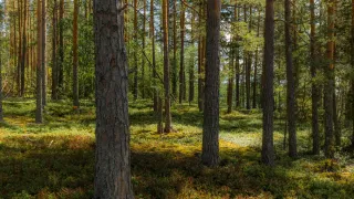 forest, illustrative image