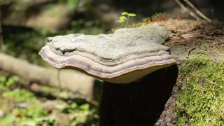 Illustrative image of Fomes fungus