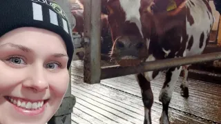 a girl and a cow