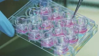 Merck 3D cell culture