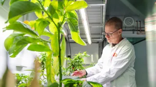 greenhouse plants with vtt researcher