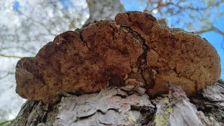 Fungi as nature's recyclers set to advance Finland's circular