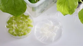 VTT identifies new plantbased antiinflammatory and antiageing ingredients for sustainable cosmetics   