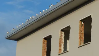 Birds on the roof of a building