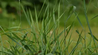 Grass