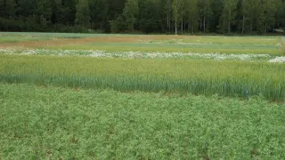 Suomalainen peltomaisesa