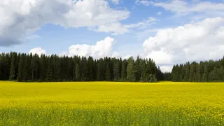 Elintarviketeollisuuden kasvipohjaiset sivuvirrat voivat olla arvokkaita raakaaineita ihmisravinnoksi