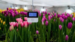 digitalsensoringreenhousewithtulips