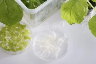 cultivating plants in petri dishes in laboratory
