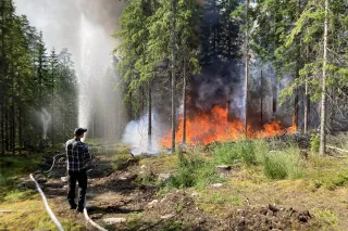 Mies sammuttaa metsäpaloa vesiletkulla