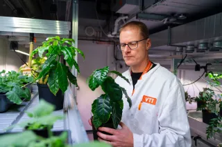 Heiko Rischer VTT coffee plants