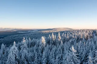 winter landscape with forest and snow