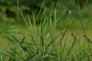 Grass
