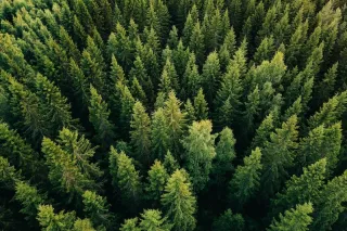 a spruce forest