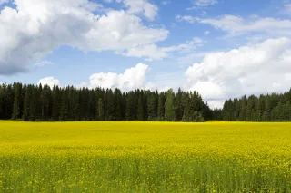 Elintarviketeollisuuden kasvipohjaiset sivuvirrat voivat olla arvokkaita raakaaineita ihmisravinnoksi