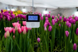 digitalsensoringreenhousewithtulips