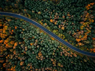 Road and forest from above in the autumn