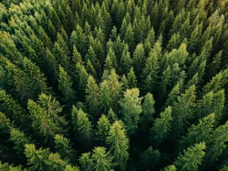 a spruce forest