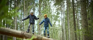 Two children are balancing on top of a huge fallen tree trunk in a forest