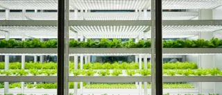 Shelves in a futuristic looking green house environment