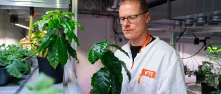 Heiko Rischer VTT coffee plants