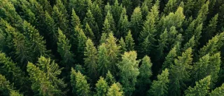 a spruce forest