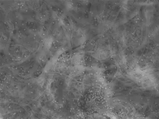 pyyhkäisyelektronimikroskooppikuva muovipartikkeleiden kiinnittymisestä nanoselluloosarakenteeseen