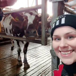 Jasmiina Palo (VTT) and a cow
