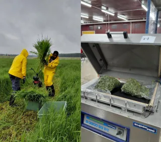 Harvesting grass