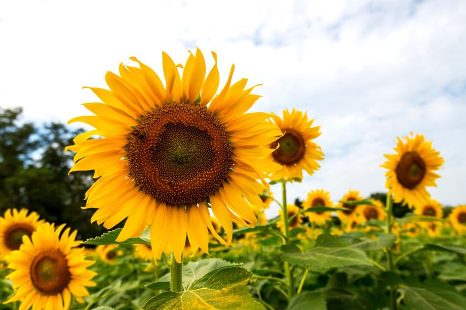 From sunflower sidestreams to tasty meat VTT News